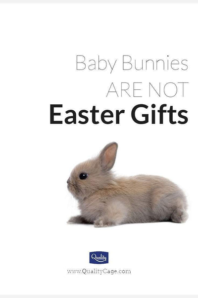 Baby Bunnies Are NOT Easter Gifts! They need love and care.