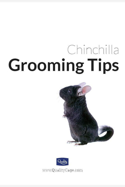 Chinchilla Grooming Tips