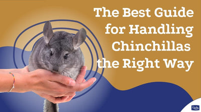 The Best Guide for Handling Chinchillas the Right Way