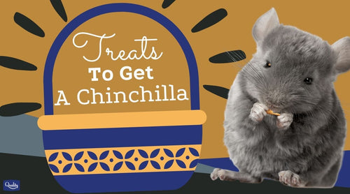 Best treats 2025 for chinchillas