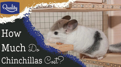 How Much Do Chinchillas Cost & How To Account For Them.